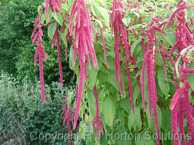 Amaranthus caudatus 'Love lies bleeding'